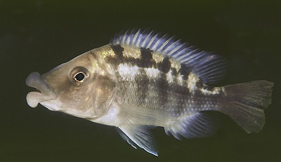 Protomelas sp. 'mbenji thick-lip' Mbenji Island